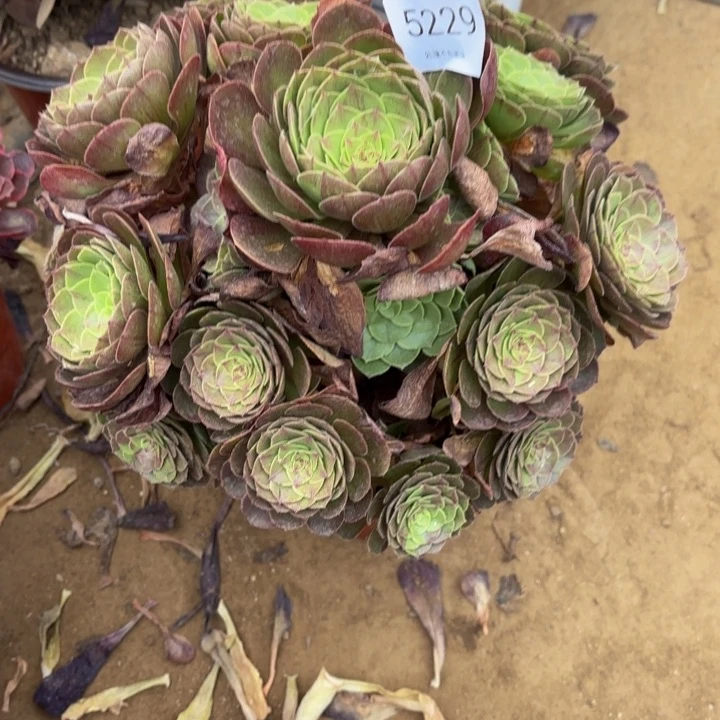 花月夜多肉处理不包断头5229