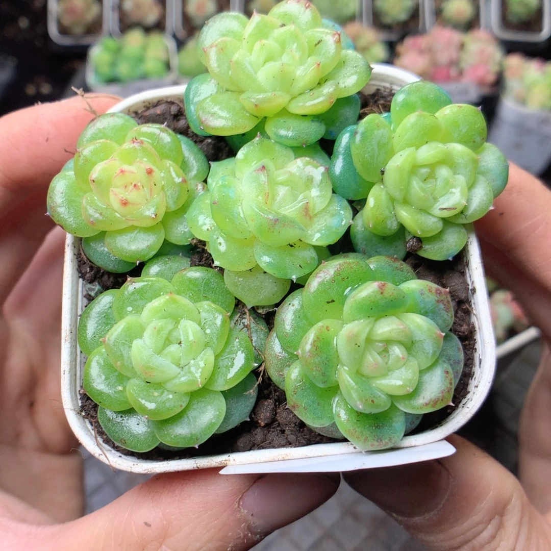 无花朵Q38yyyyyyyyyy