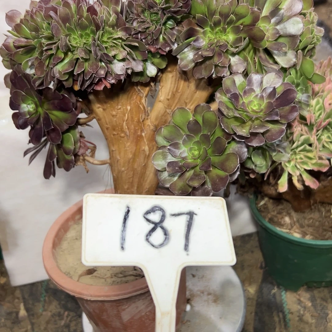 多肉植物万圣节缀花187