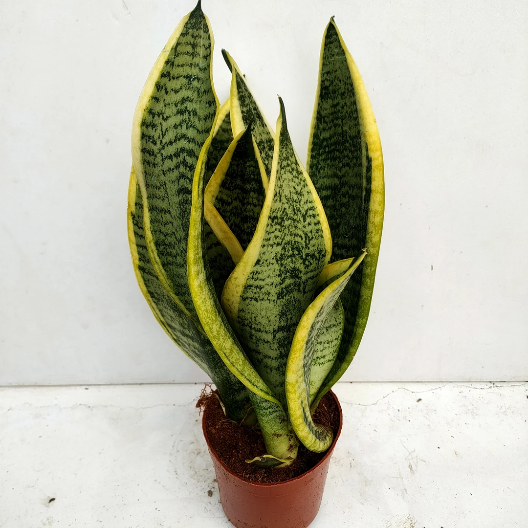 虎皮兰  满20包邮 散群带盆土发货轻微叶片碰伤长沙多肉植物