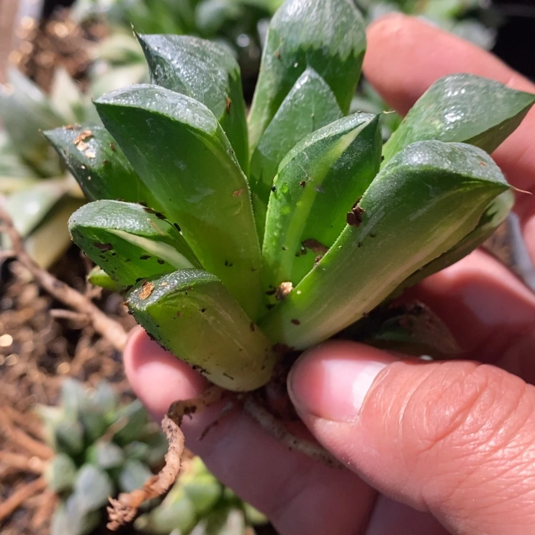 22138 一颗实生磨面寿锦 点赞福利