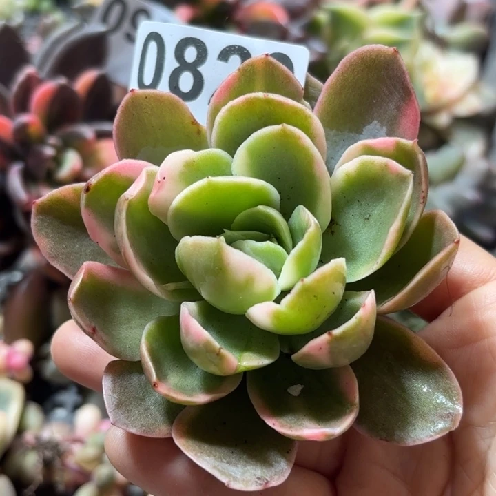 头盖锦无根多肉植物满18包邮当场凑单