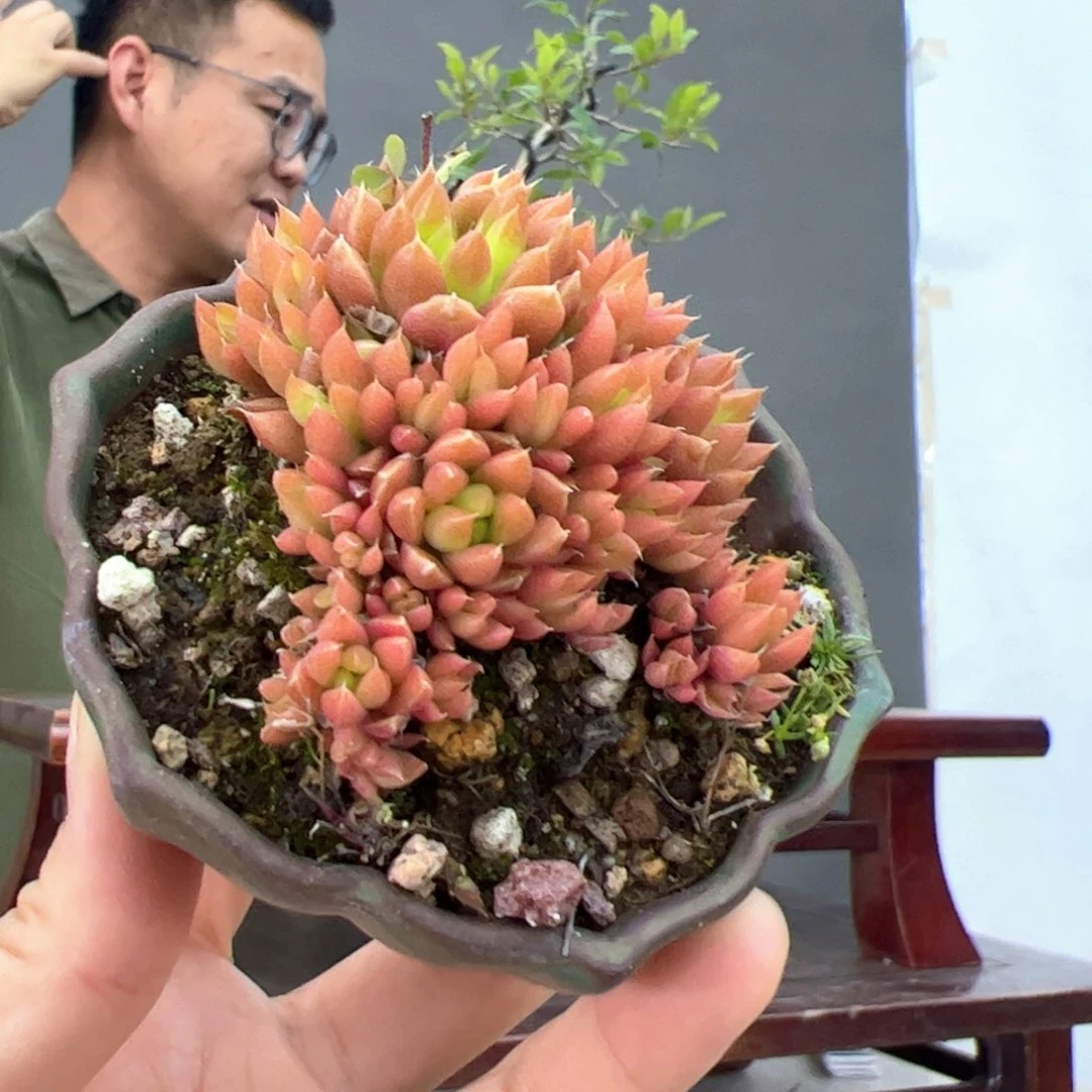 明**景71顺丰到付。