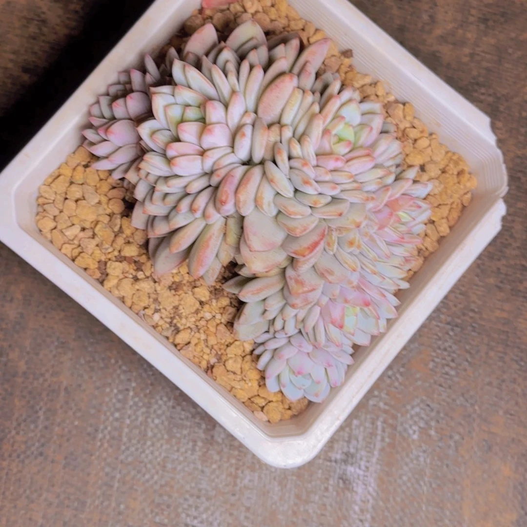 星星橙福利111111111111