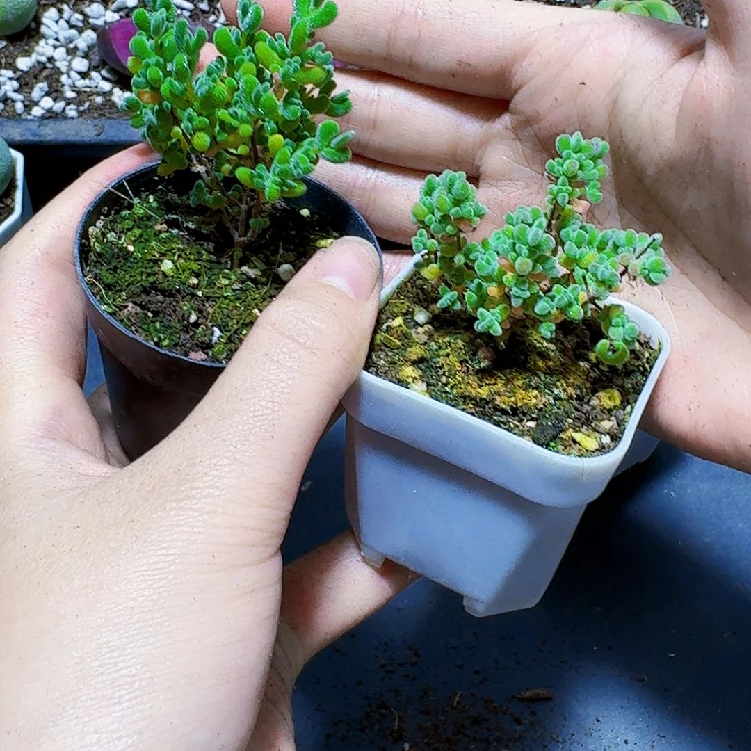 莱斯枝干番杏带盆2盆