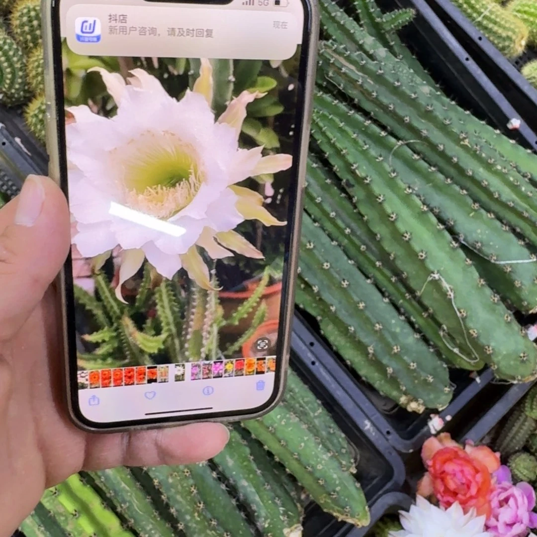 黑刺无根侧牙25公分左右斑，20包邮