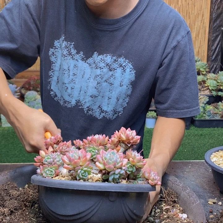 仙***子374号娜娜小勾多肉植物