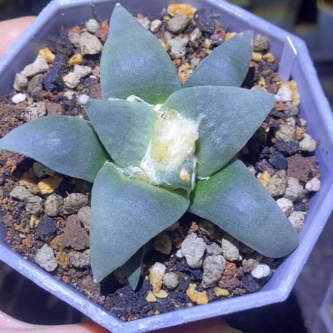 无花朵实生青瓷福利