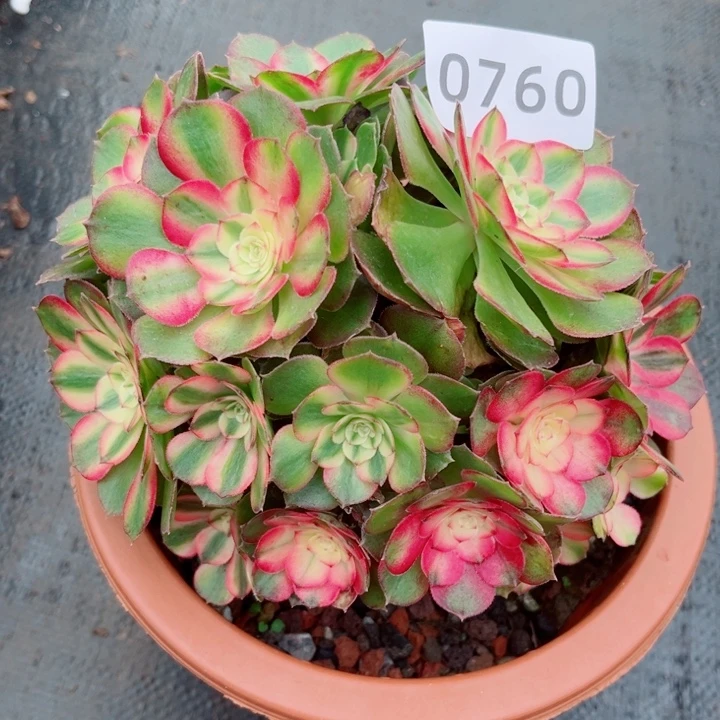 荔枝特价多肉发货