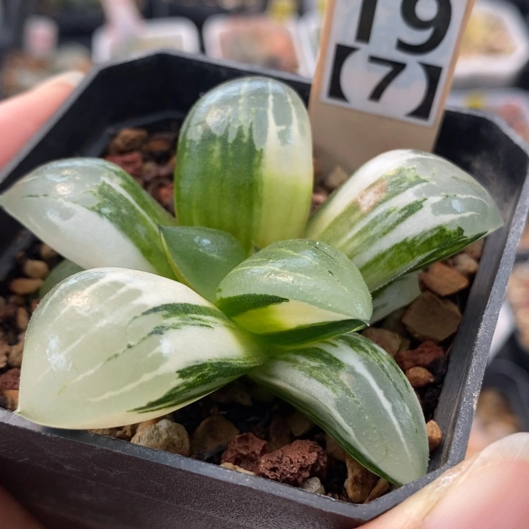 19阿房宫锦一物一拍