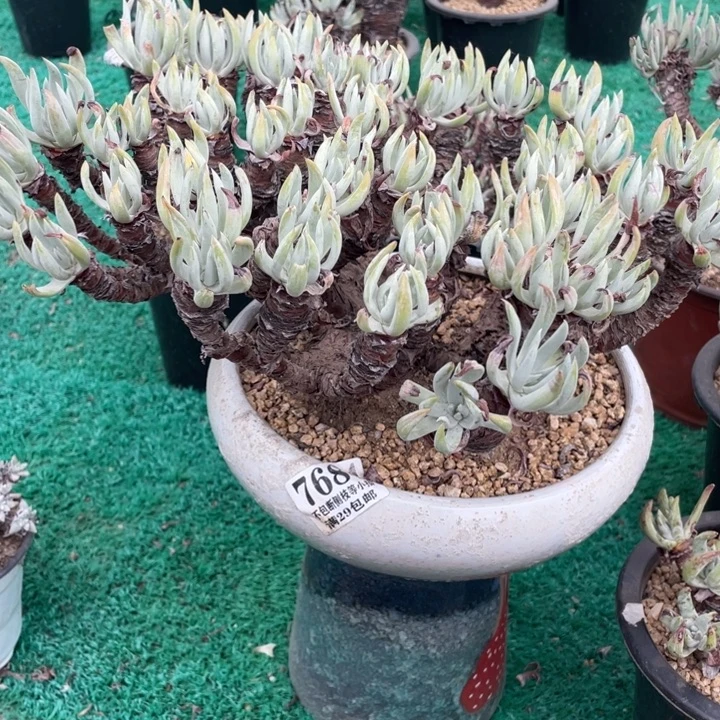 768号白鹭多肉植物