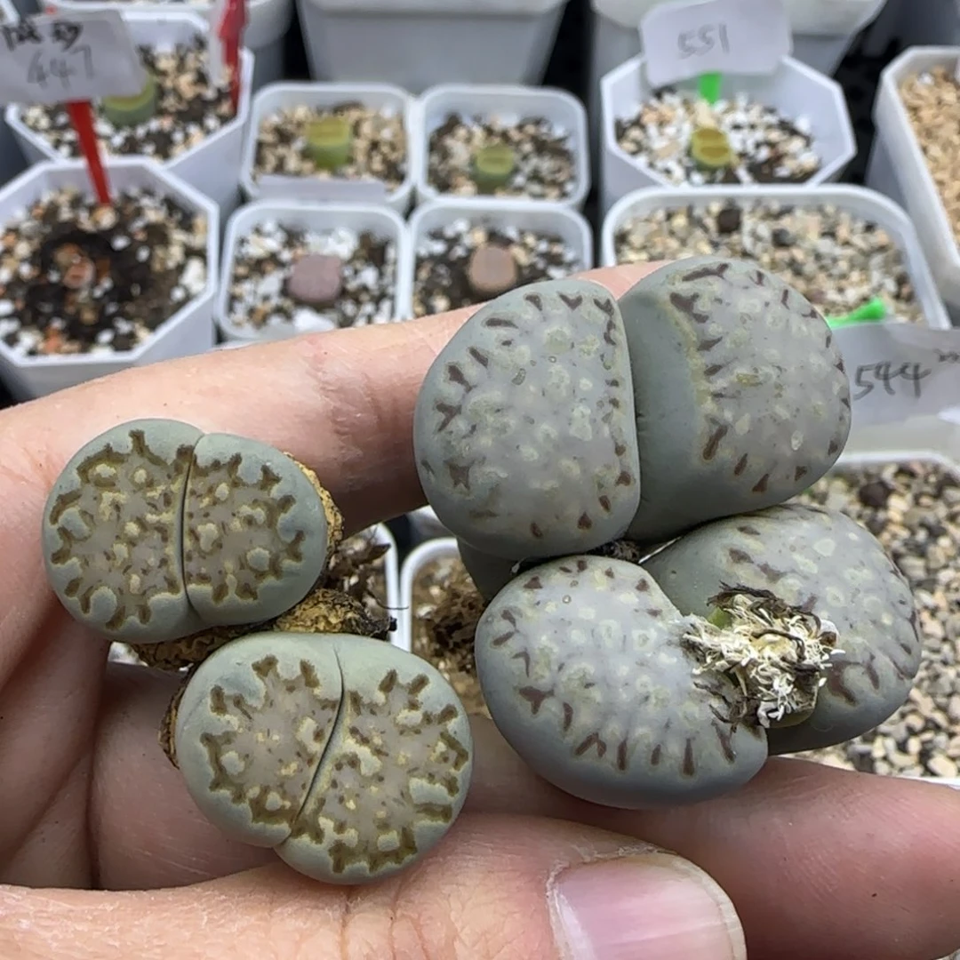 920双头饼干清框福利30包邮