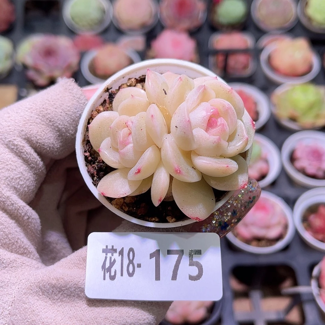 花利美18-175新品双头