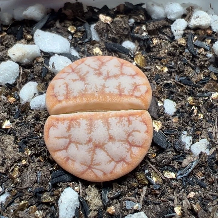 【闪购商品】 386。