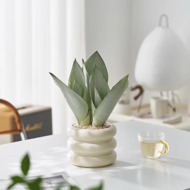 白玉虎皮兰盆栽室内虎尾兰办公室工位桌面绿植摆件高档轻奢真植物