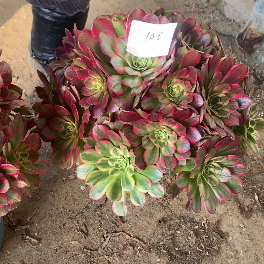 安娜多肉1颗140号多肉