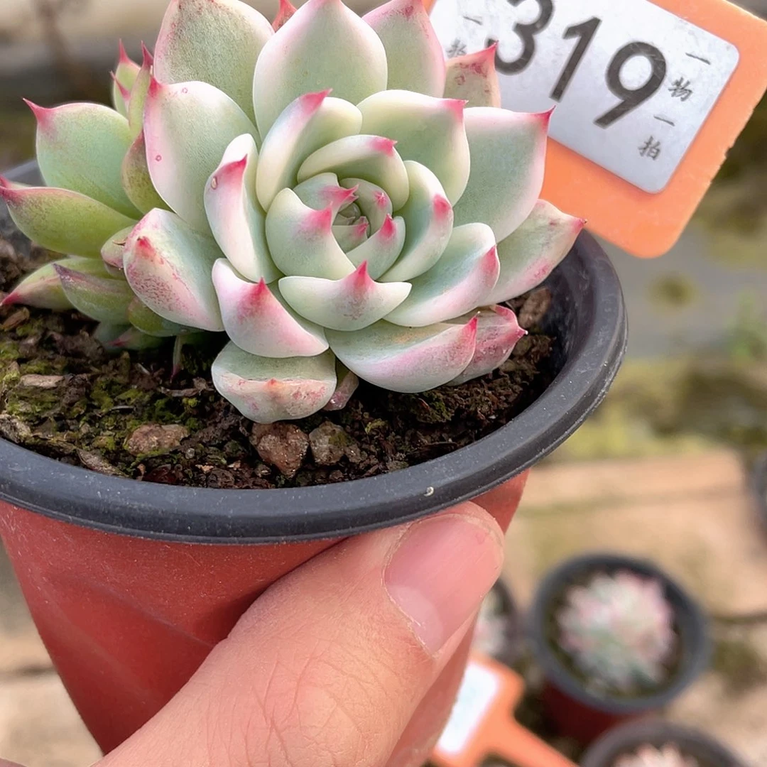 青***懂319号多肉植物盆栽