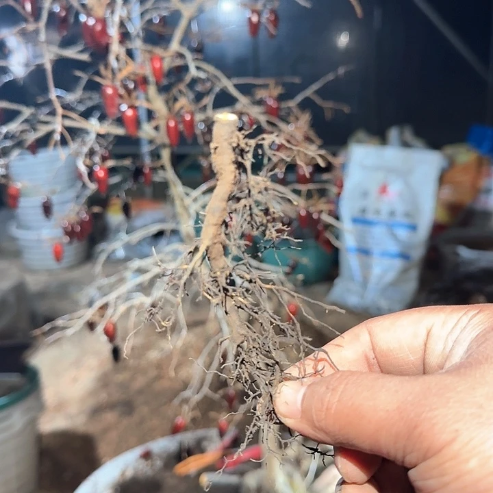 2天***2原生赤蜻蜓盆栽