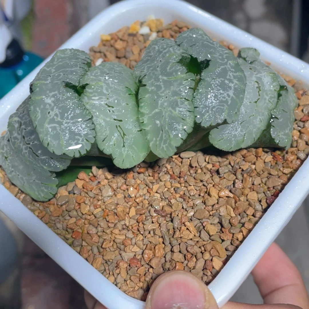 巨大化虎姬玉扇。