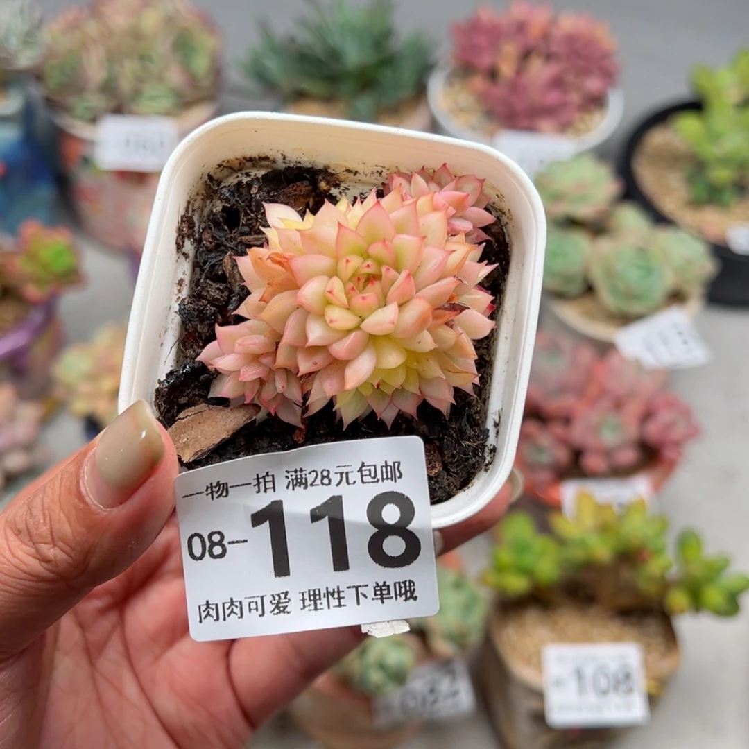 女雏锦多肉多多肉多肉