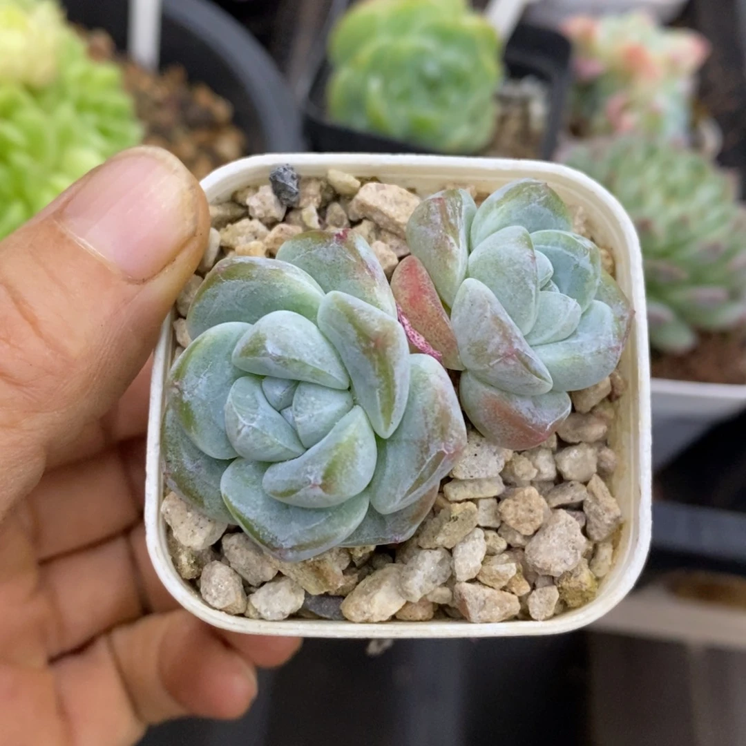 精品多肉一物一拍不包整281