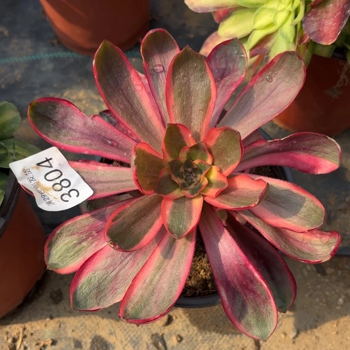 红魔女多肉法师3804