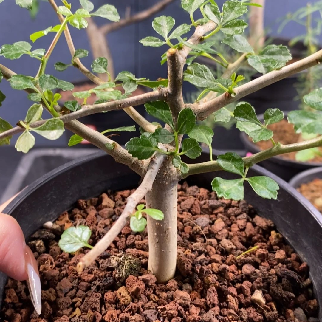 好旺角实生带盆发货