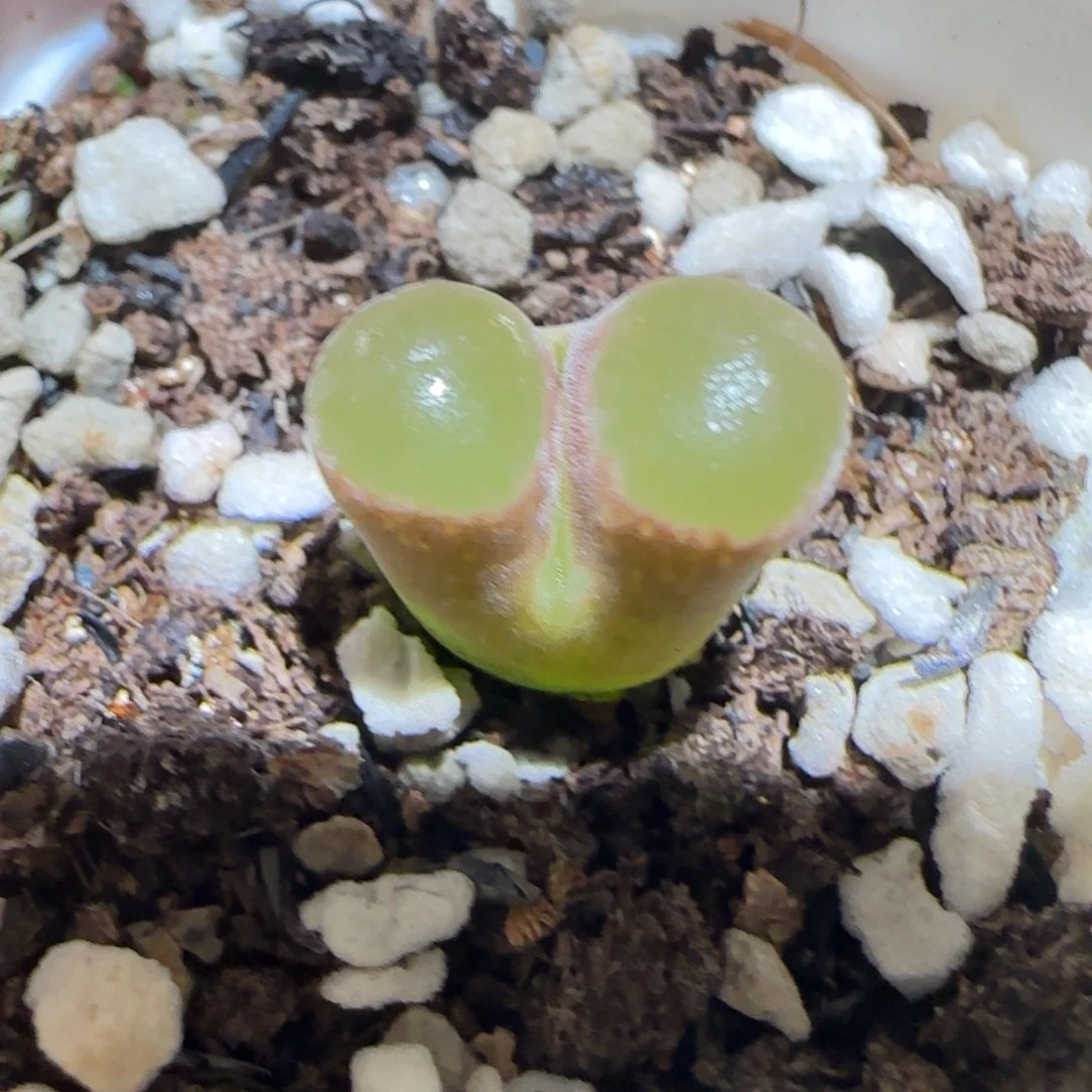 肉锥多肉植物百科-磁铁1317