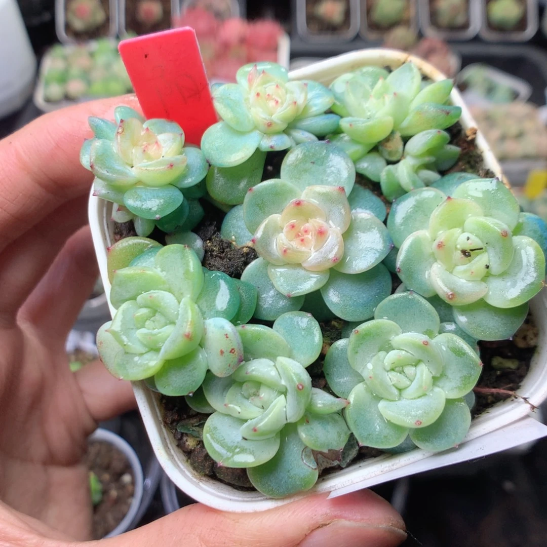 无花朵S67。阳阳绿透yyyyyy