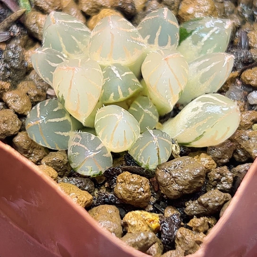 糊斑oh锦十二卷多肉