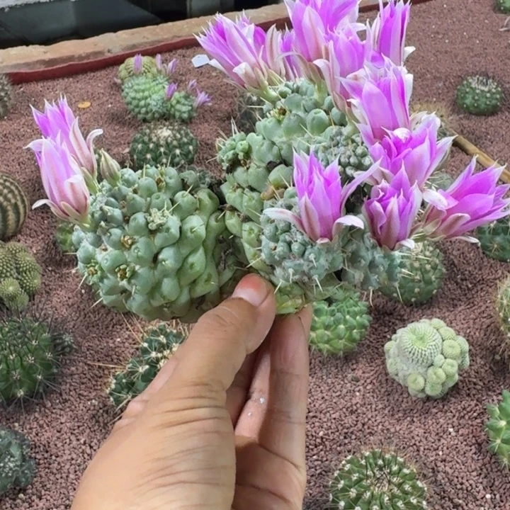 仙人球，无刺蓬莱宫