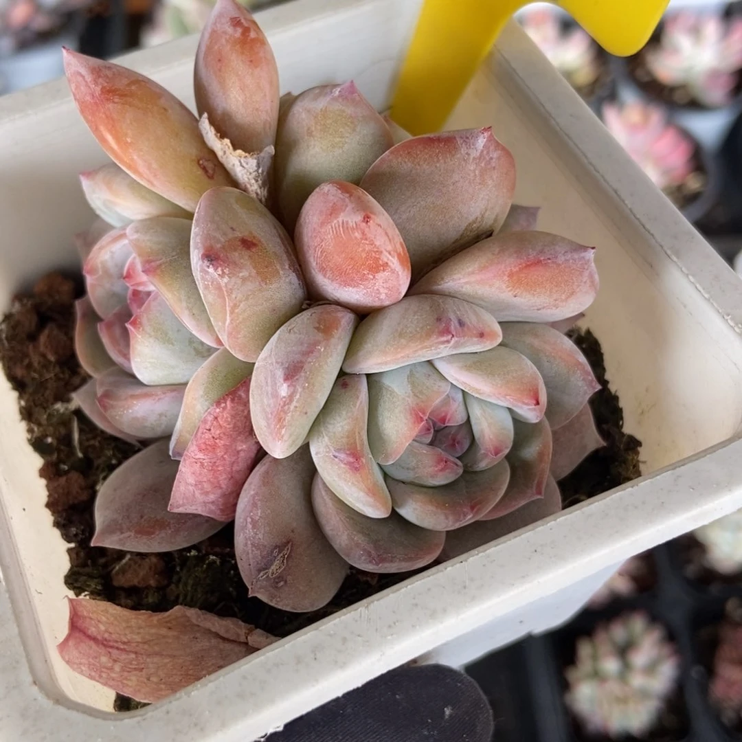 727石榴籽多肉植物保护