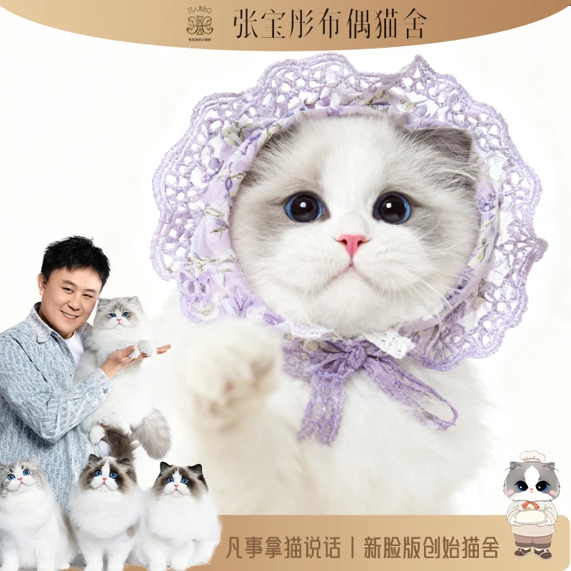 张宝彤布偶猫舍-泡泡弟弟 | 新脸版创始猫舍