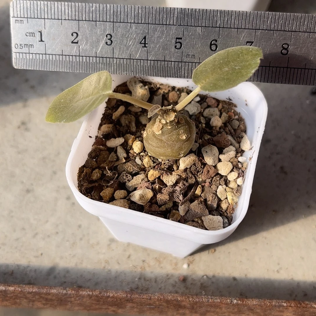 实生琉桑块根一物一拍