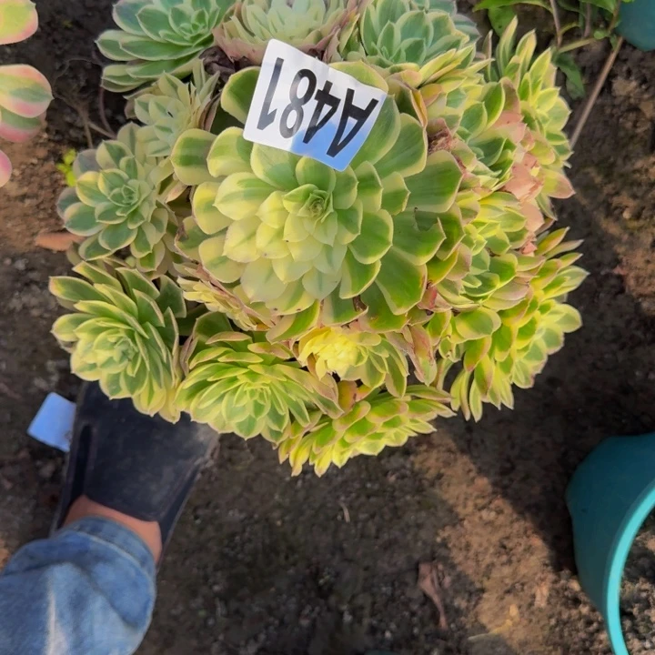 海王花30-36包邮花花