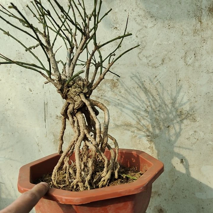 猎***人当前无花朵，栽培后可花朵