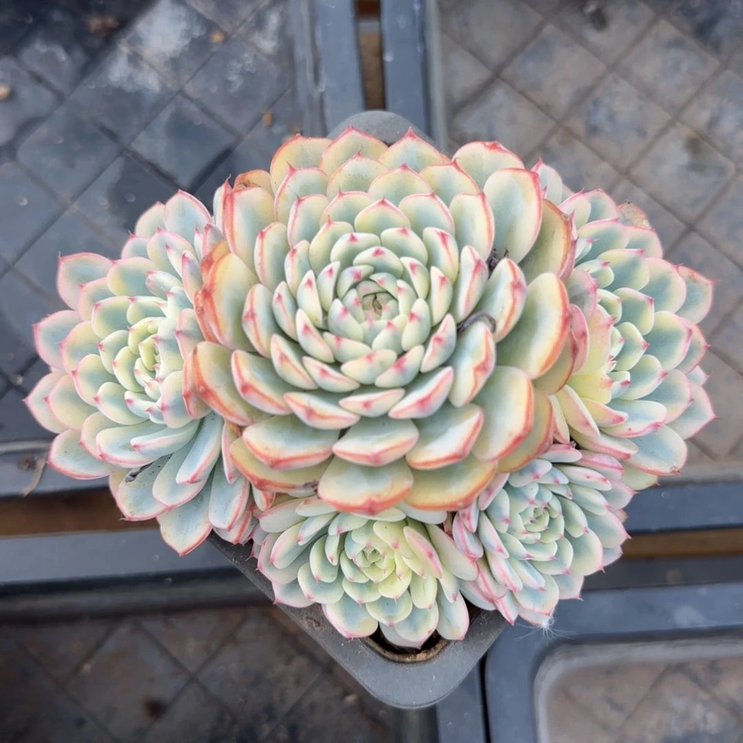 多肉植物 一物一拍