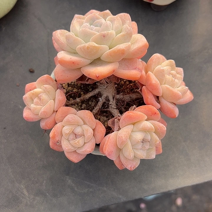 五头大冰玉带盆发的14厘米