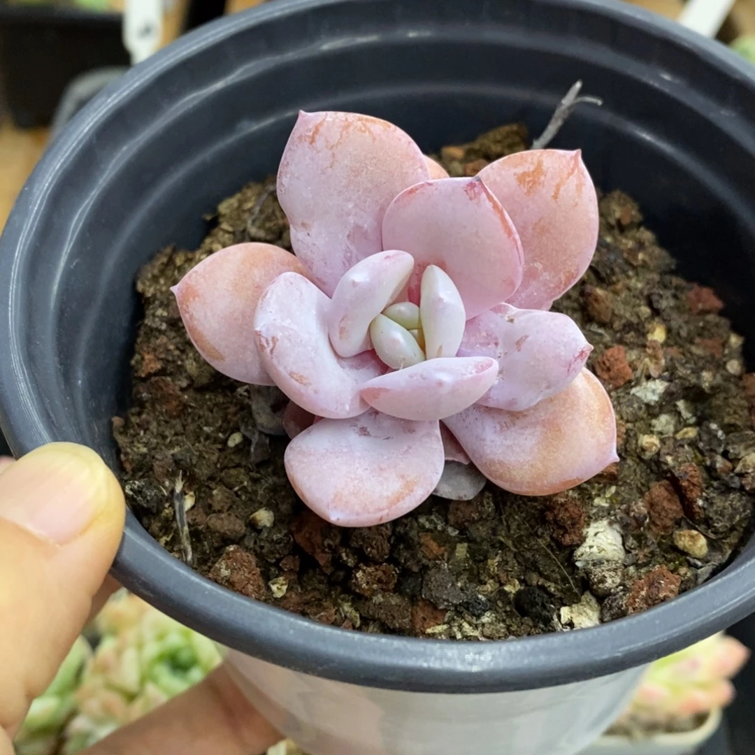 精品多肉一物拍不包整247