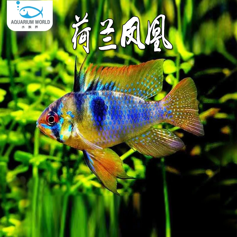 荷兰凤凰短鲷鱼水族观赏鱼热带鱼淡水金波子蓝波子混养孔雀鱼鼠鱼