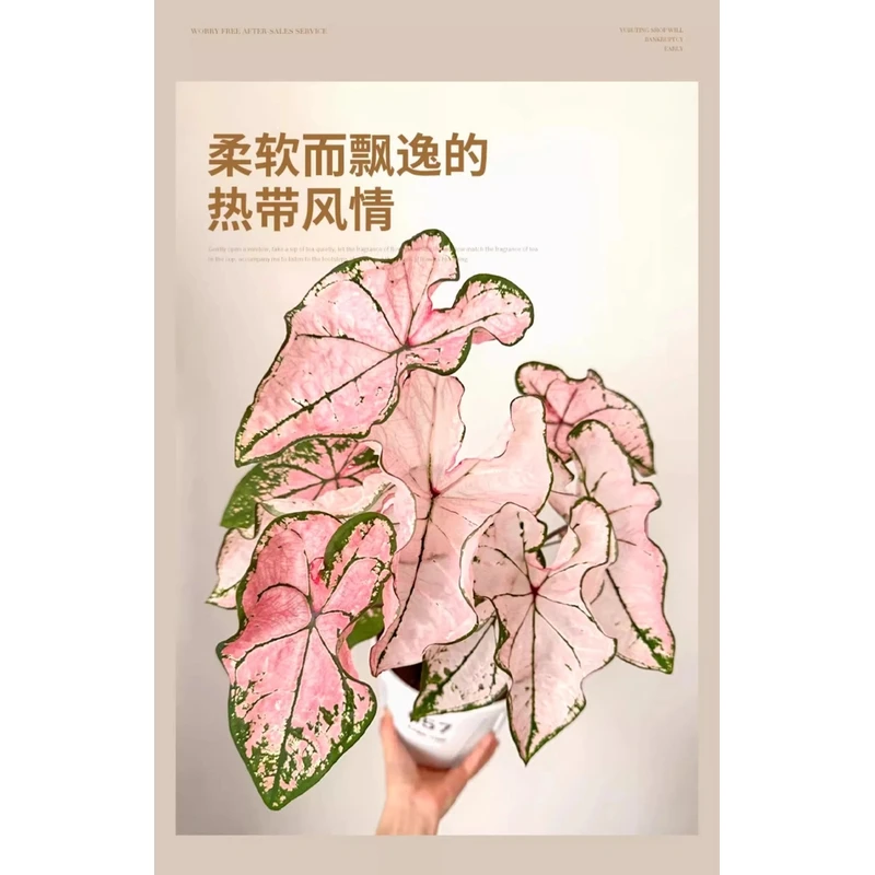 大盆彩叶芋盆栽种球网红绿植白色恋人室内植物花卉粉色阳台好养活