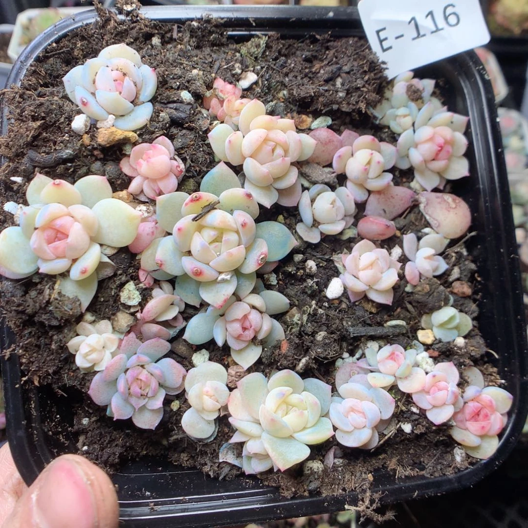 无花朵E116 yyyyyyyy