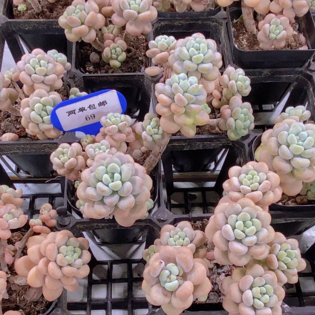 69-精品老桩黄金洛可可群一个