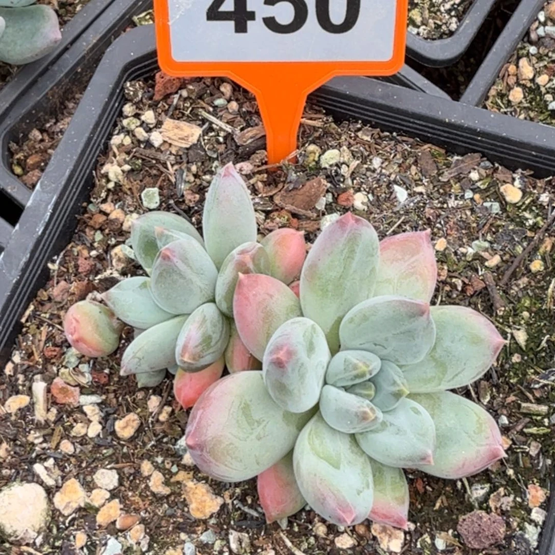 多肉植物一物一拍450