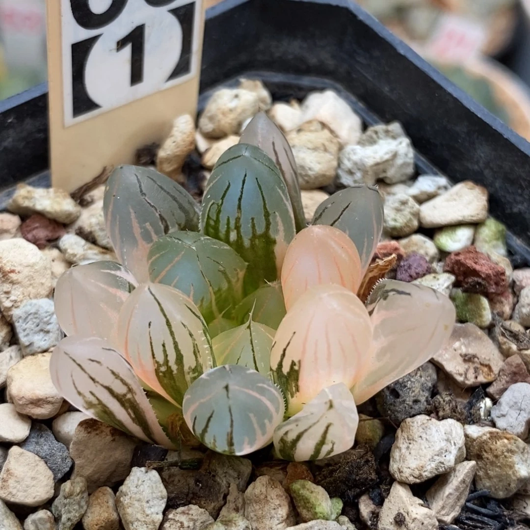 60霓虹灯玉露多肉植物