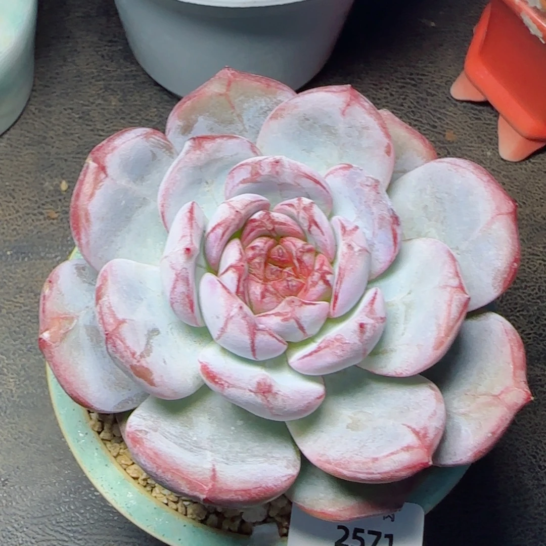 雪色浪漫，2571多肉植物