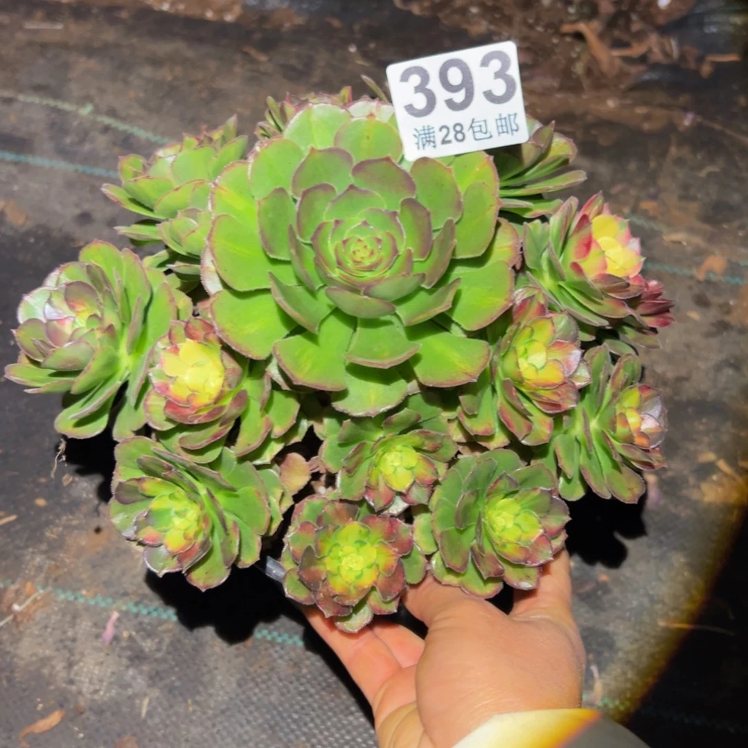 多肉植物393海王七彩