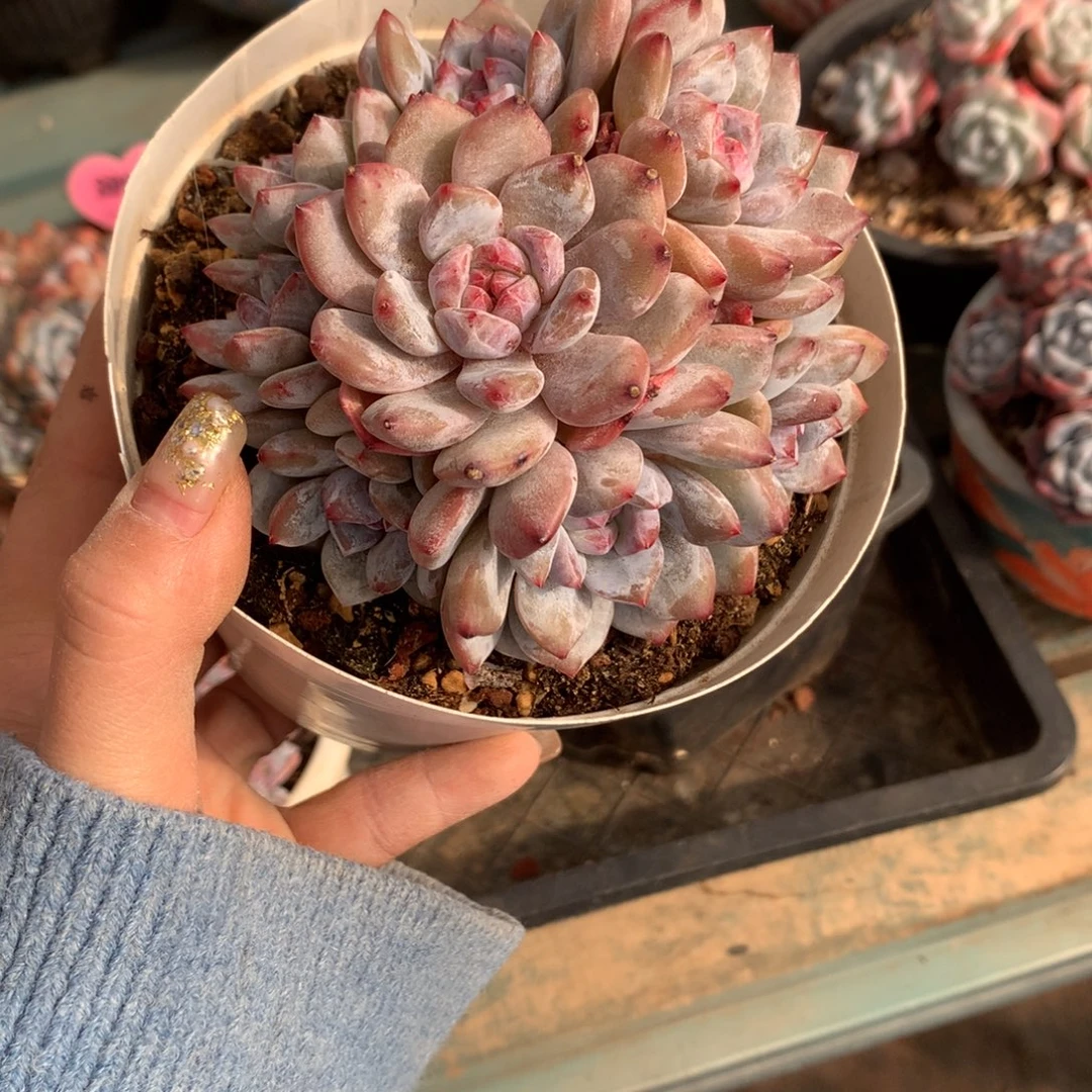 石榴籽哈哈哈哈哈哈哈哈哈哈