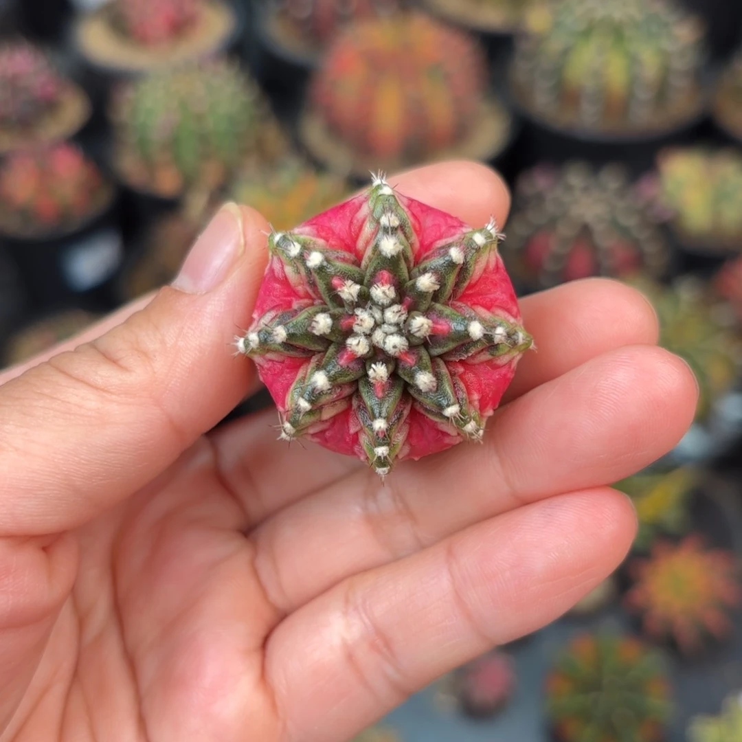 泰系实生仙人球12