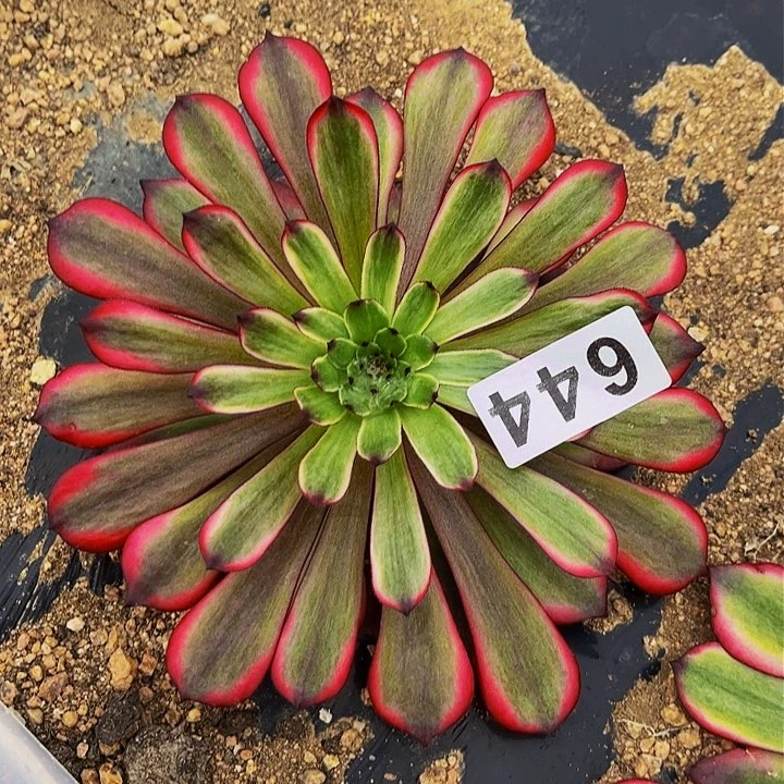 644变异多肉植物